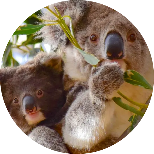 Two koalas resting in a eucalyptus tree